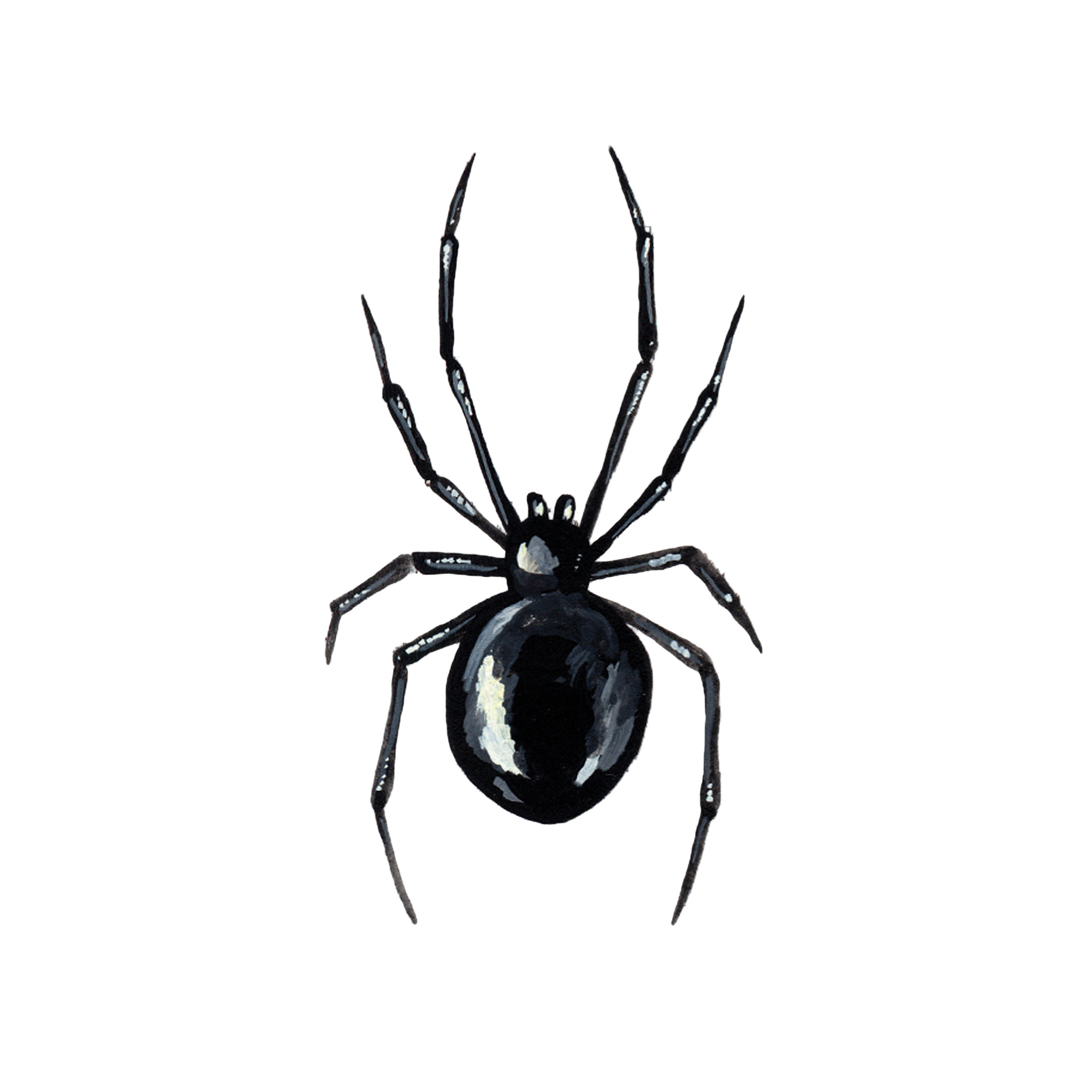 Black spider on a white background