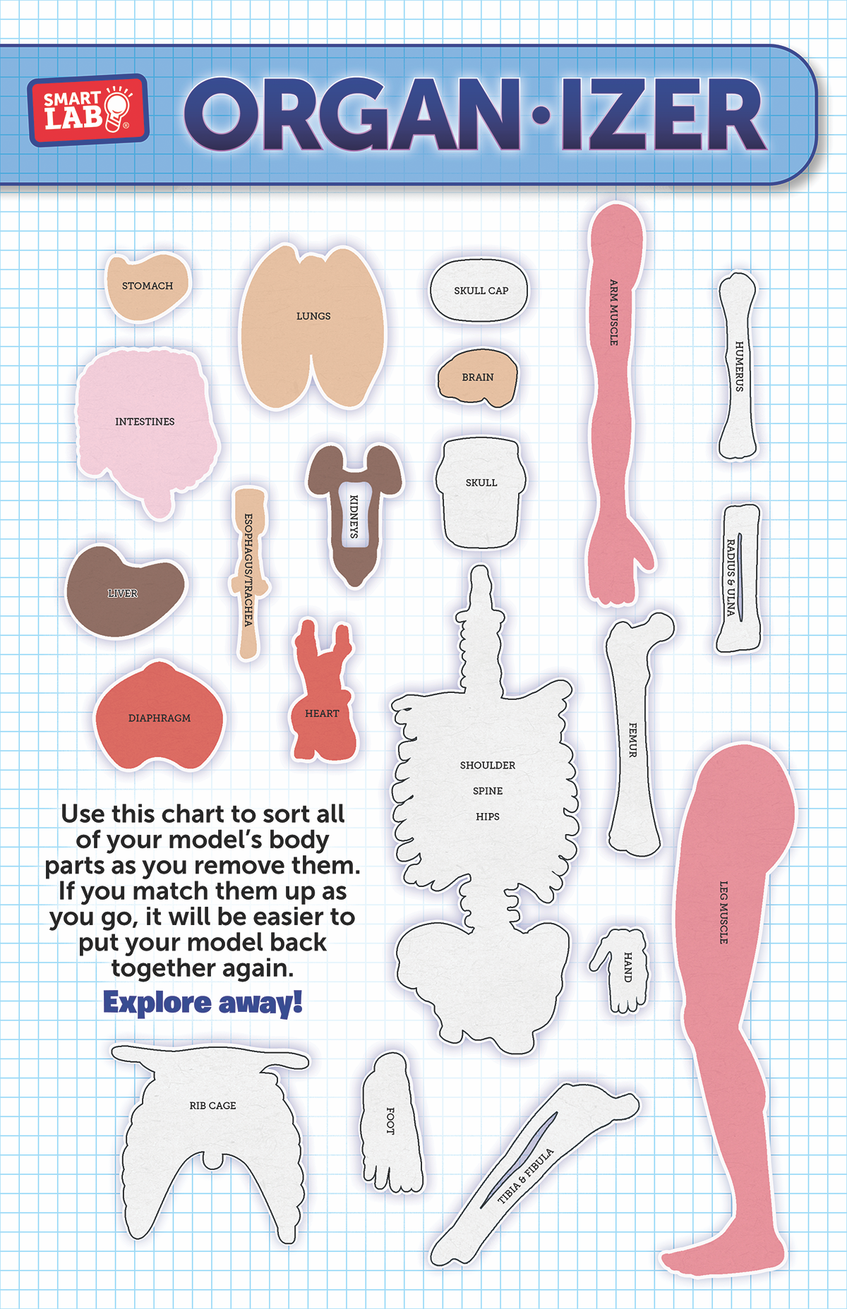 Smart Lab Organ-izer with anatomical models on a grid background