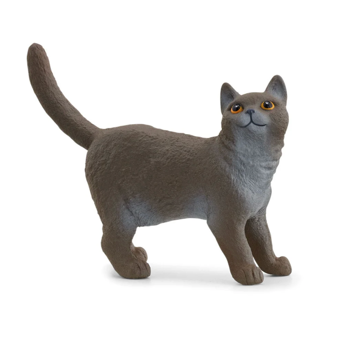 British Shorthair Cat – Tantrum