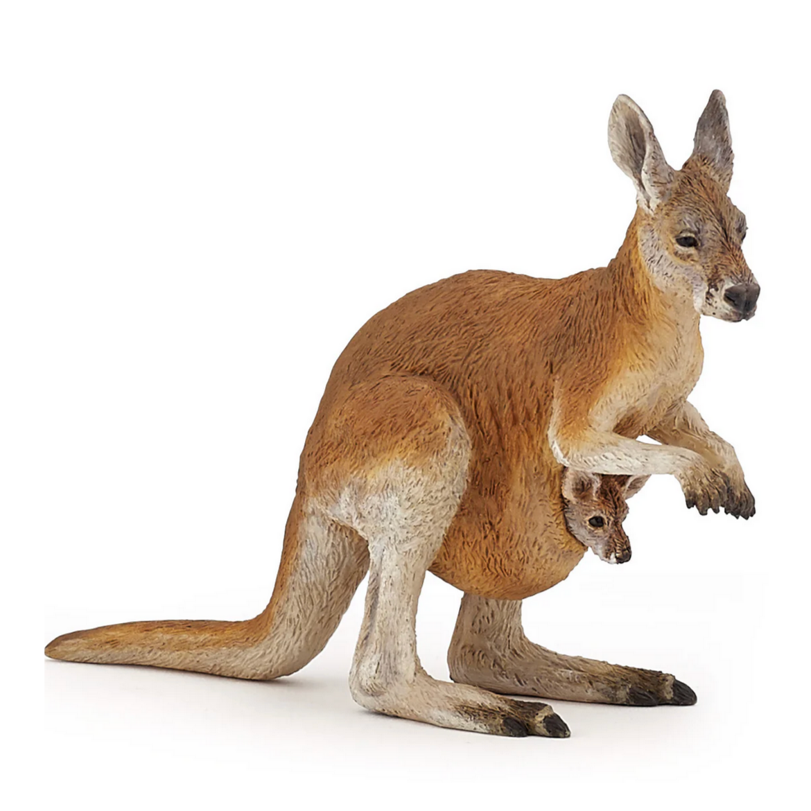 Kangaroo With Joey