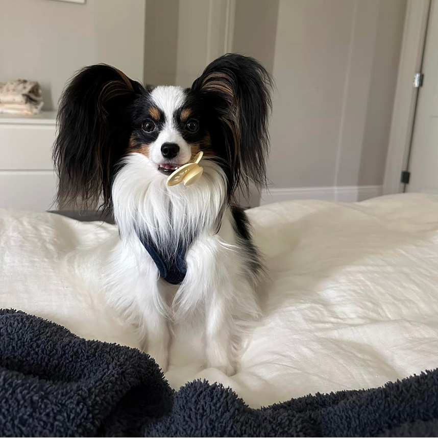 Small black and white dog sitting on a bed in a room with neutral walls.