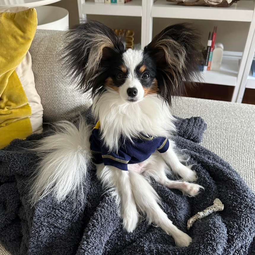 Small dog wearing a blue sweater sitting on a gray blanket in a cozy living room.