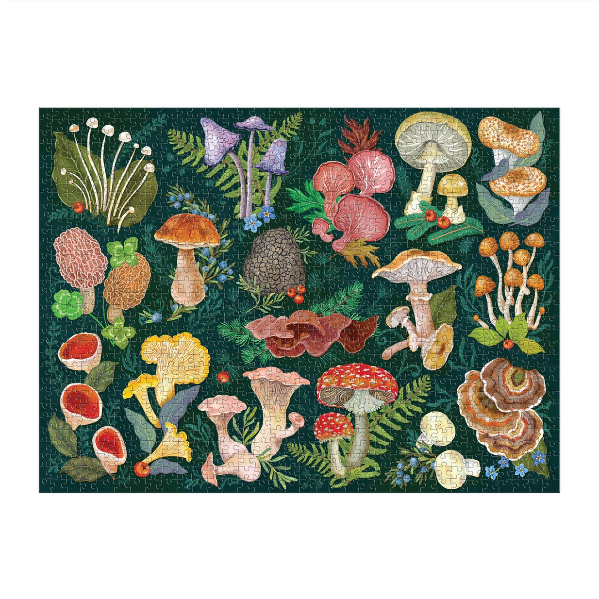 Colorful illustration of various mushrooms and plants on a dark green background