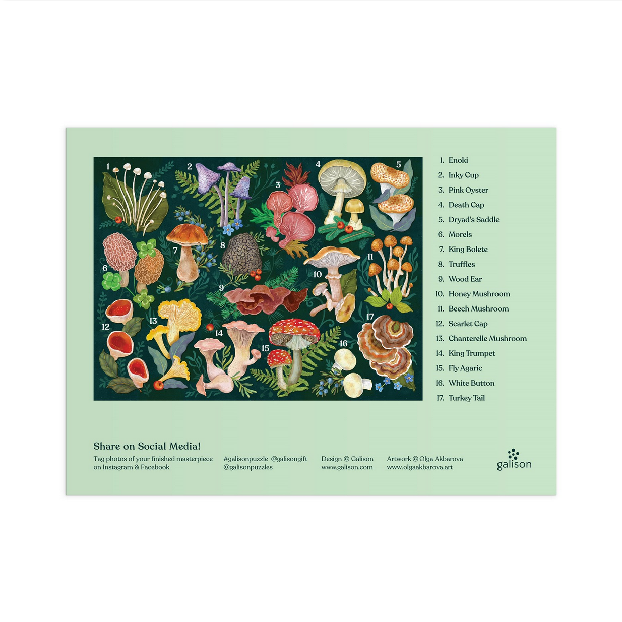 Illustration of various mushrooms with labels on a green background