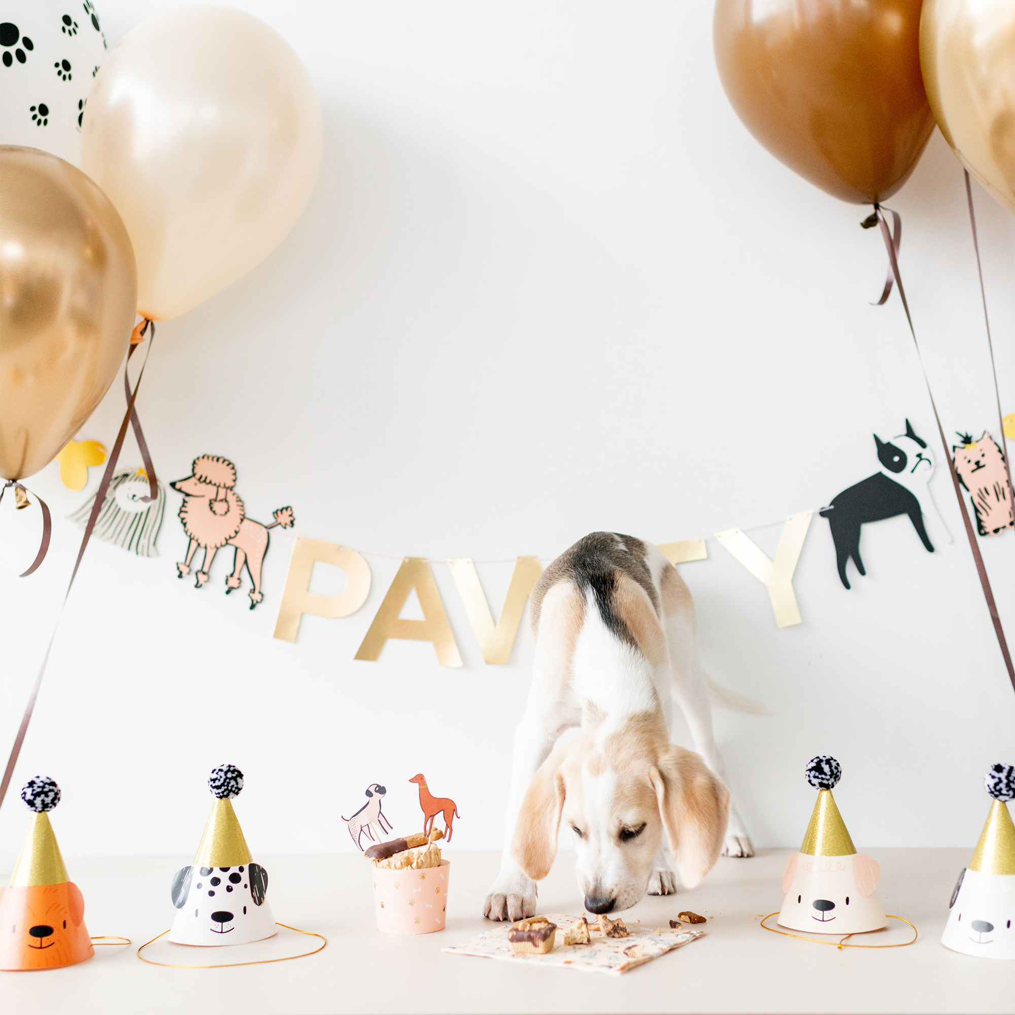 Dog celebrating a birthday party with balloons and party hats on a white background