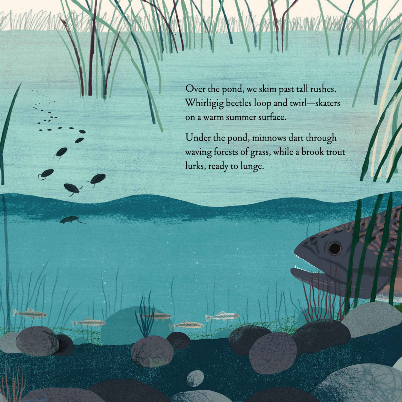 fish and bugs in the water