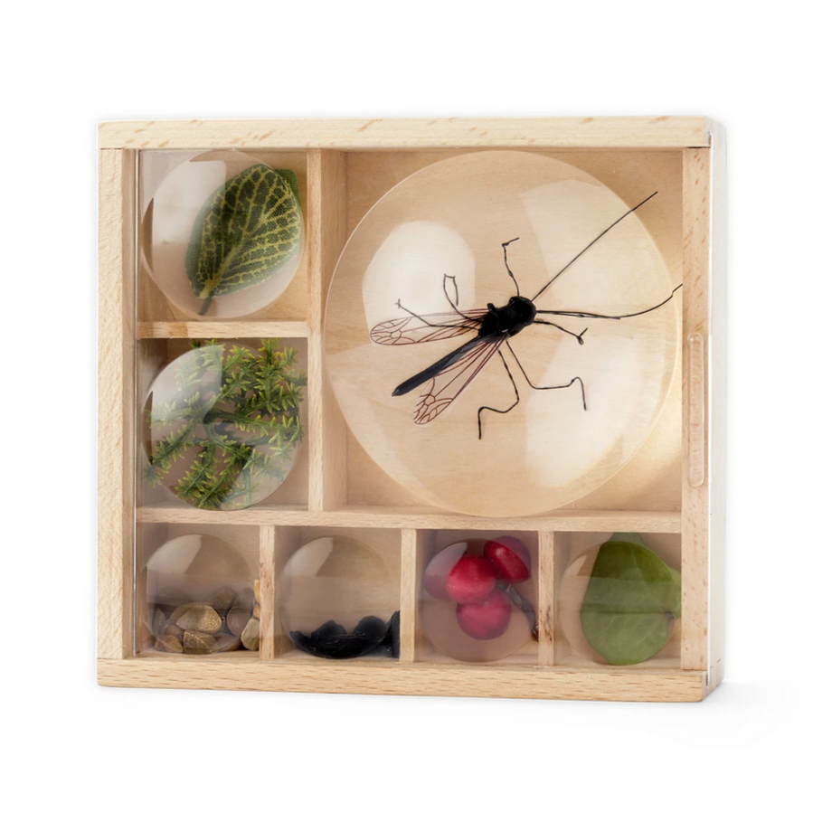 A wooden Huckleberry Bug Box with various compartments, each containing different items such as a large insect specimen, leaves, and small objects. The box is designed with magnifying lenses on top of each compartment.