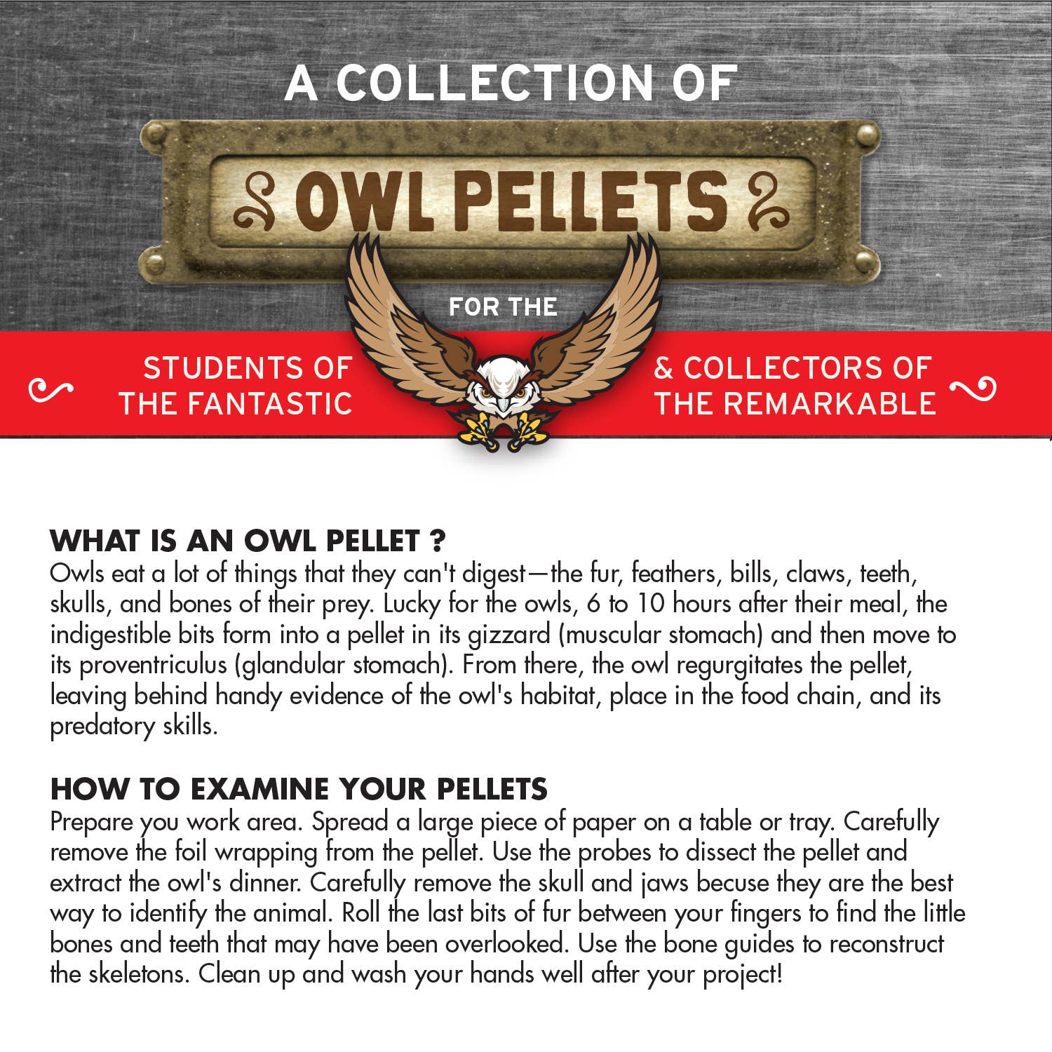 Cabinet of Owl Pellets | Dissection Kit Science