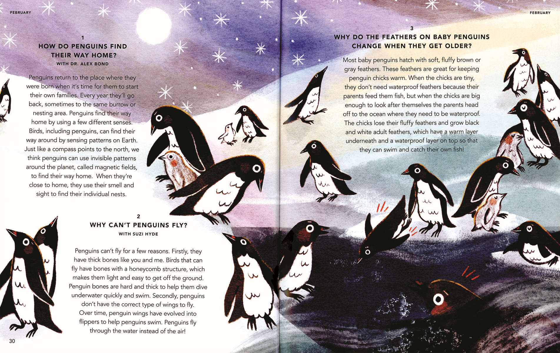 Illustrated book pages about penguins with text and illustrations of penguins.