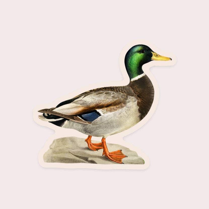 Measured Mallard - Gap Filler Sticker