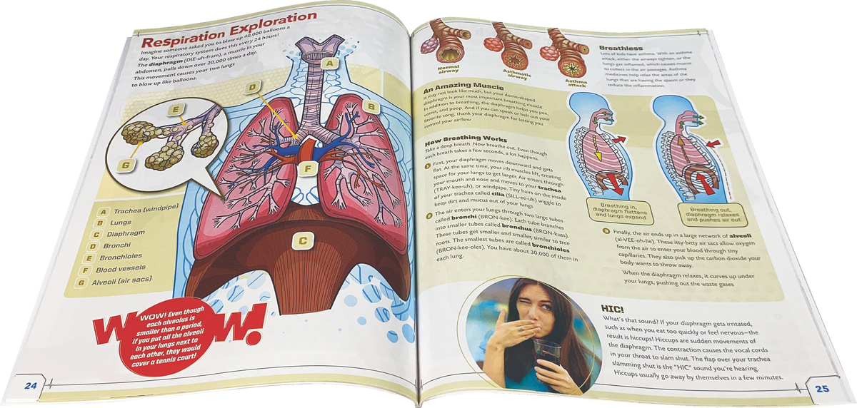 SmartLab Toys: Ultimate Squishy Human Body Lab -16in