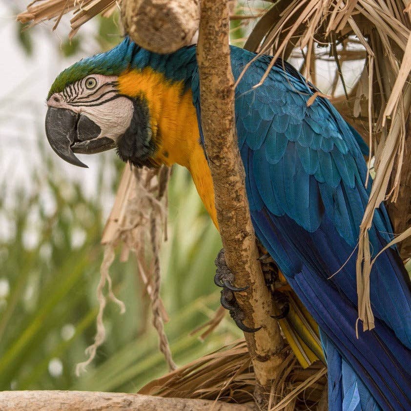 Parrot Finger Puppet