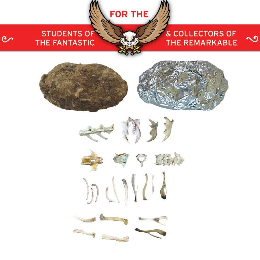 Cabinet of Owl Pellets | Dissection Kit Science