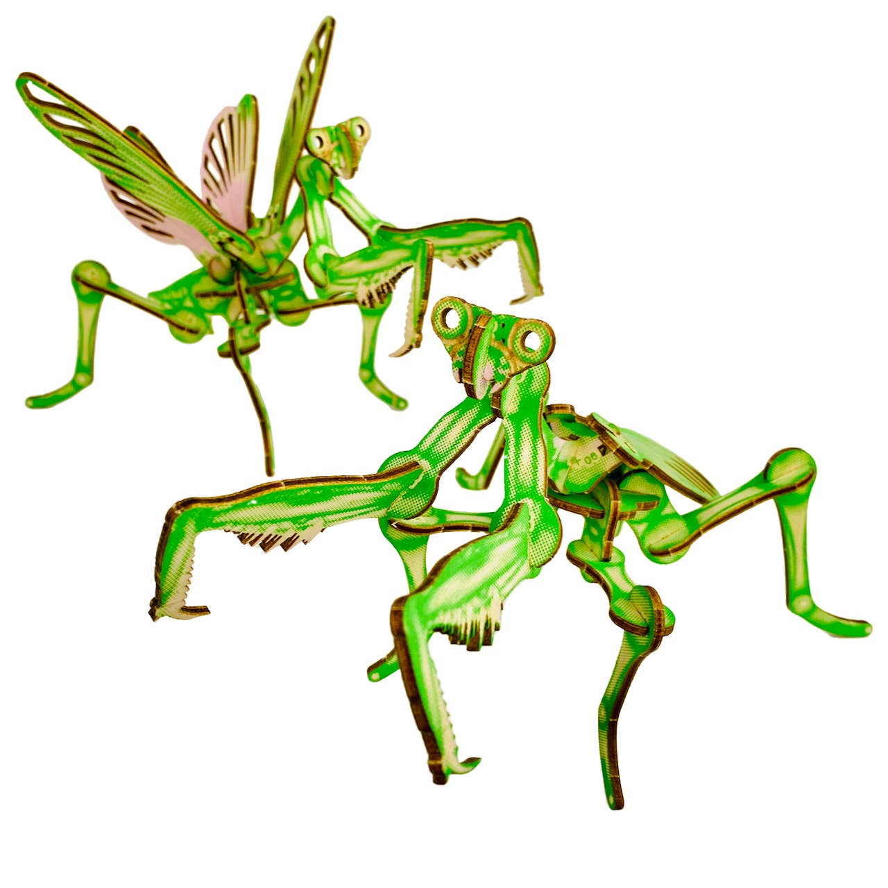 Two green praying mantises on a white background