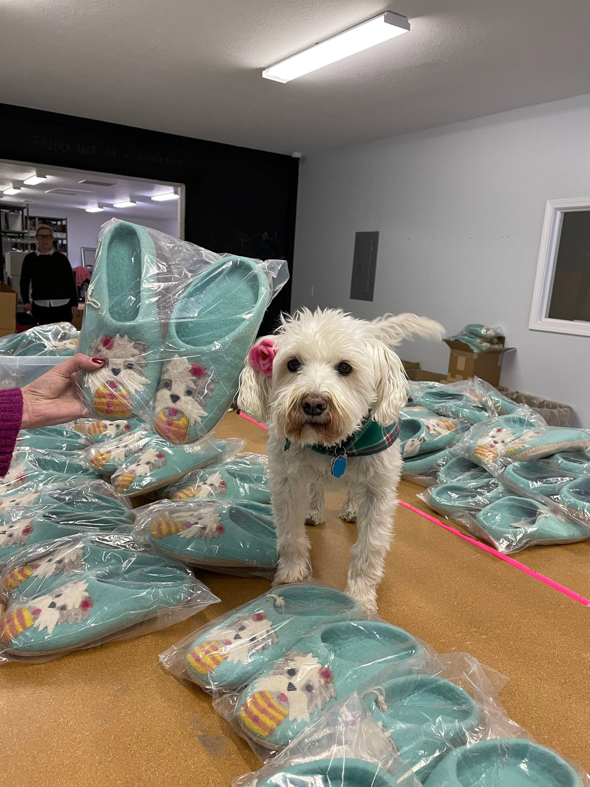 A small white dog stands on a table surrounded by packaged turquoise slip-on shoes with a cartoon dog face print, while a person's hand holds up one shoe in the foreground inside a room.