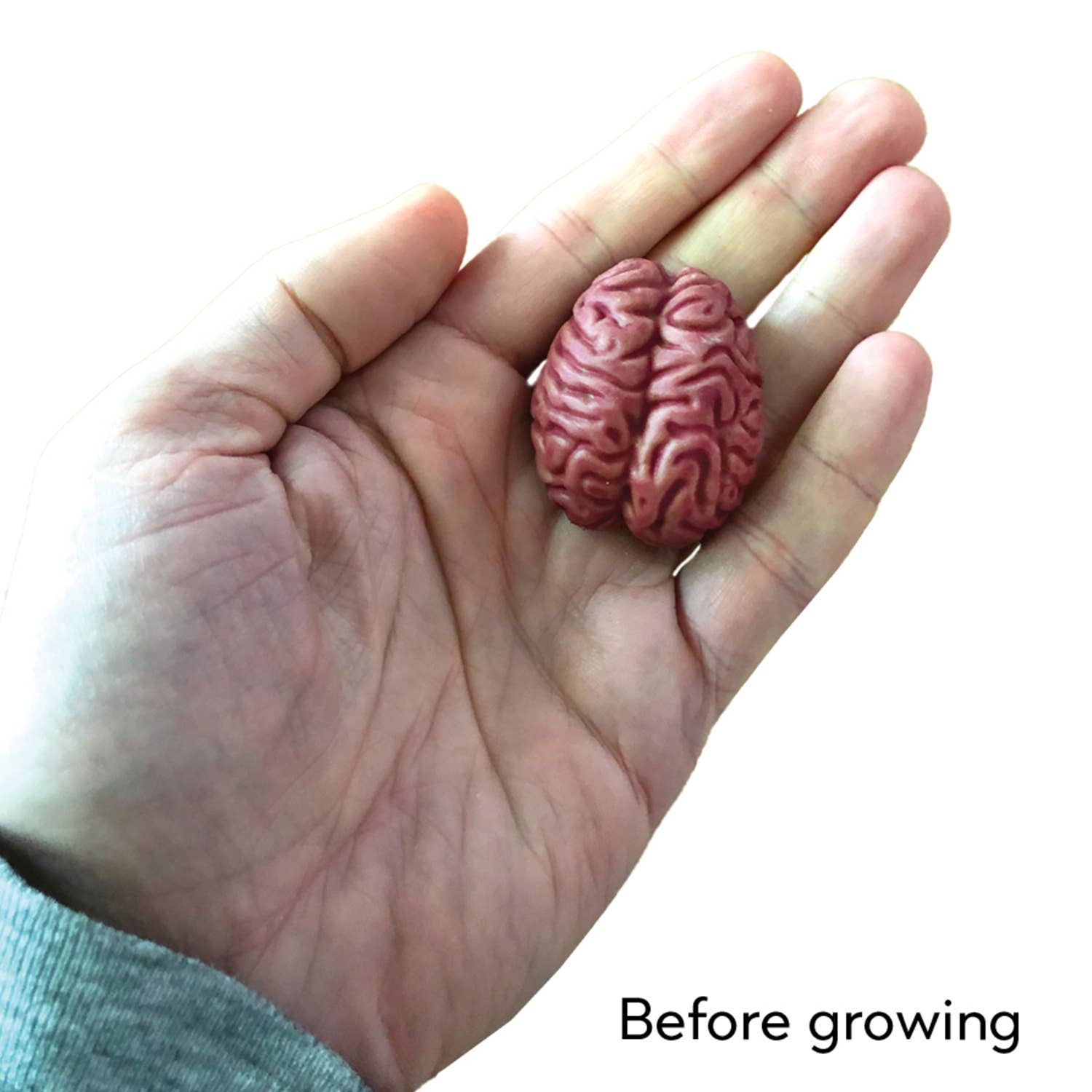 Grow a Brain | 
Anatomy Model Polymer Brain Science Kit