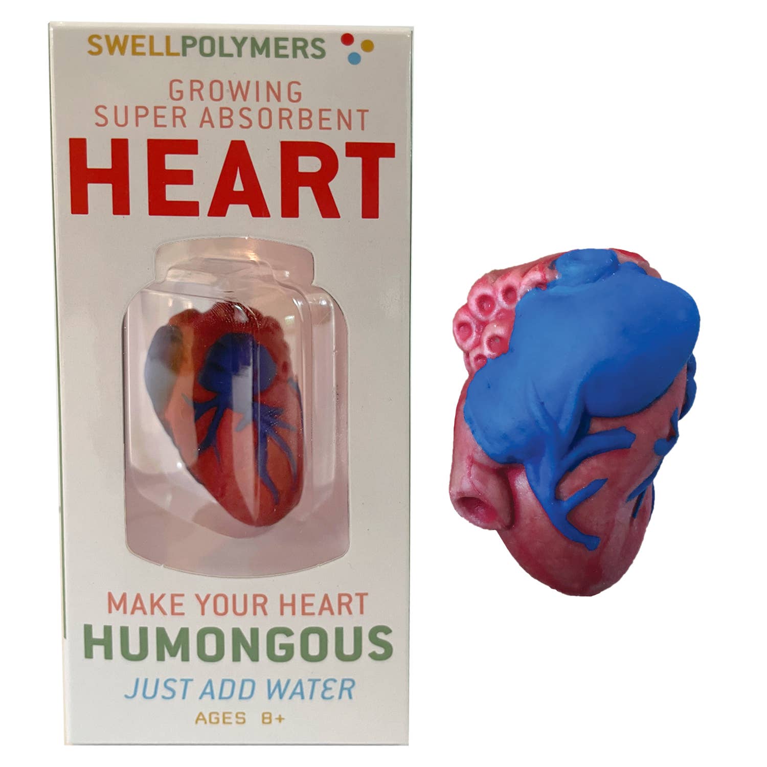 A polymer heart model in its packaging, with the text 'Make your heart humongous - just add water' indicating the growth mechanism. The package also serves as a display box.