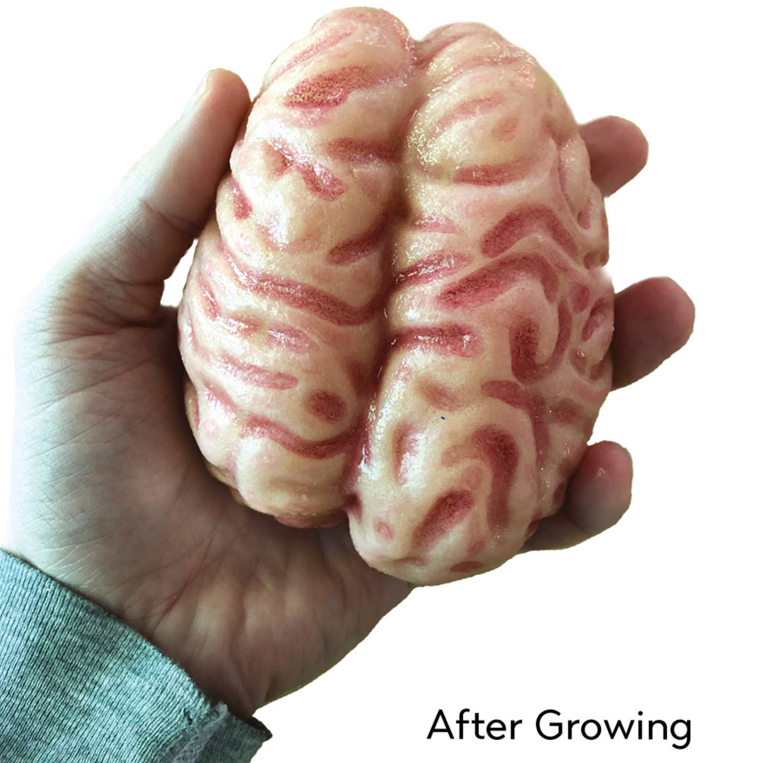 Grow a Brain | 
Anatomy Model Polymer Brain Science Kit