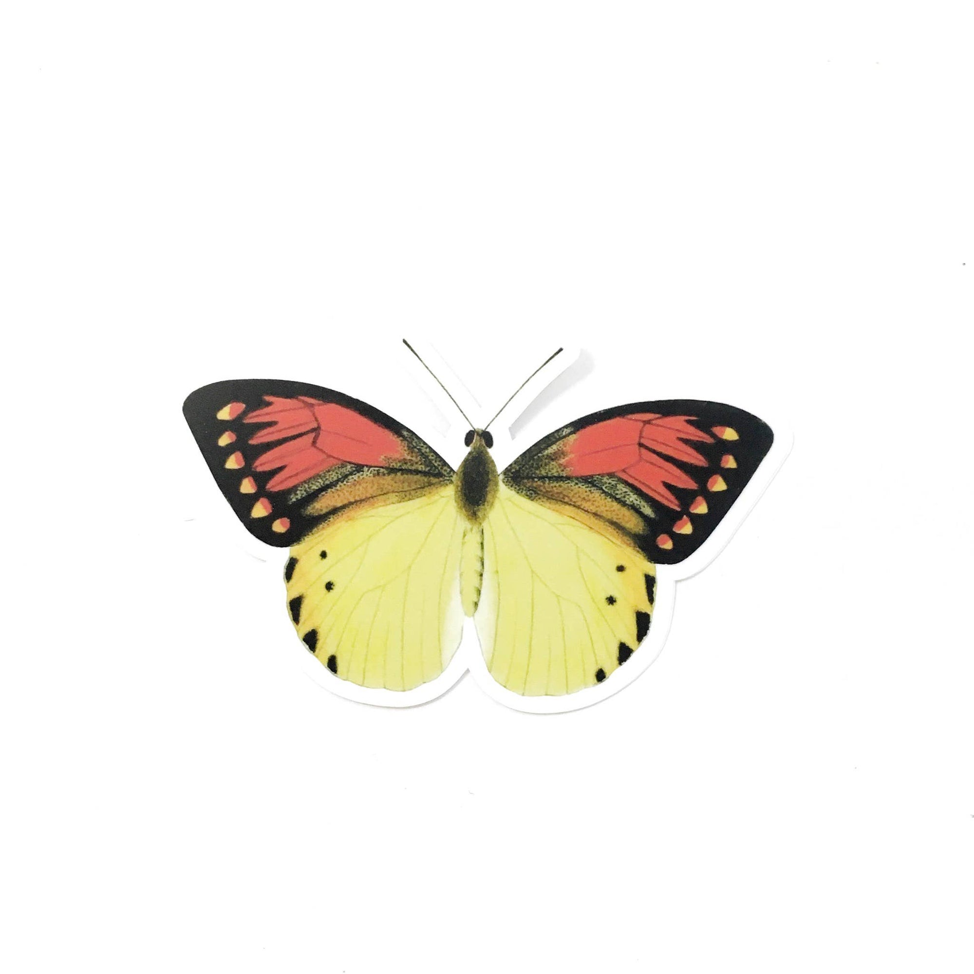 Butterfly with red and yellow wings on a white background