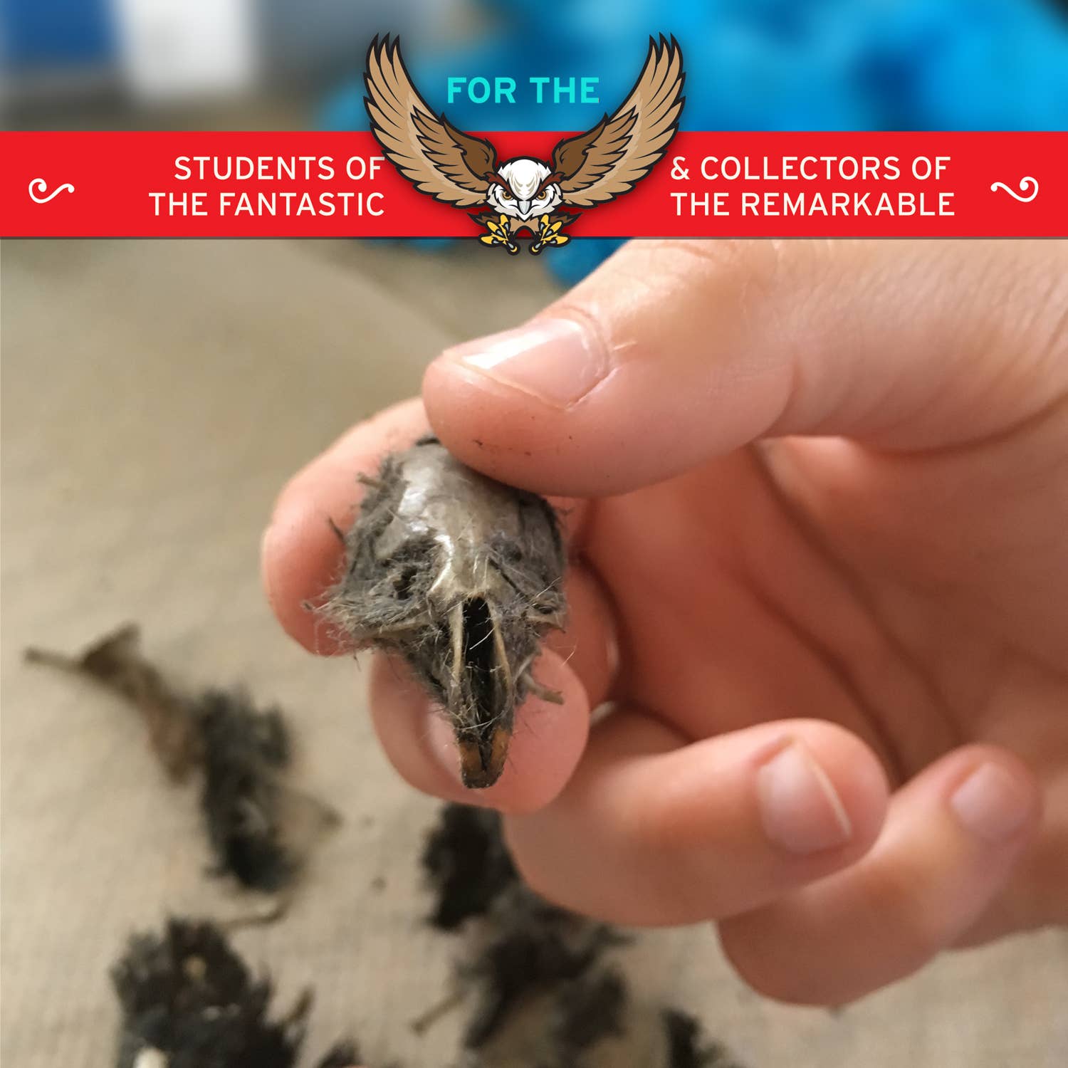 Cabinet of Owl Pellets | Dissection Kit Science