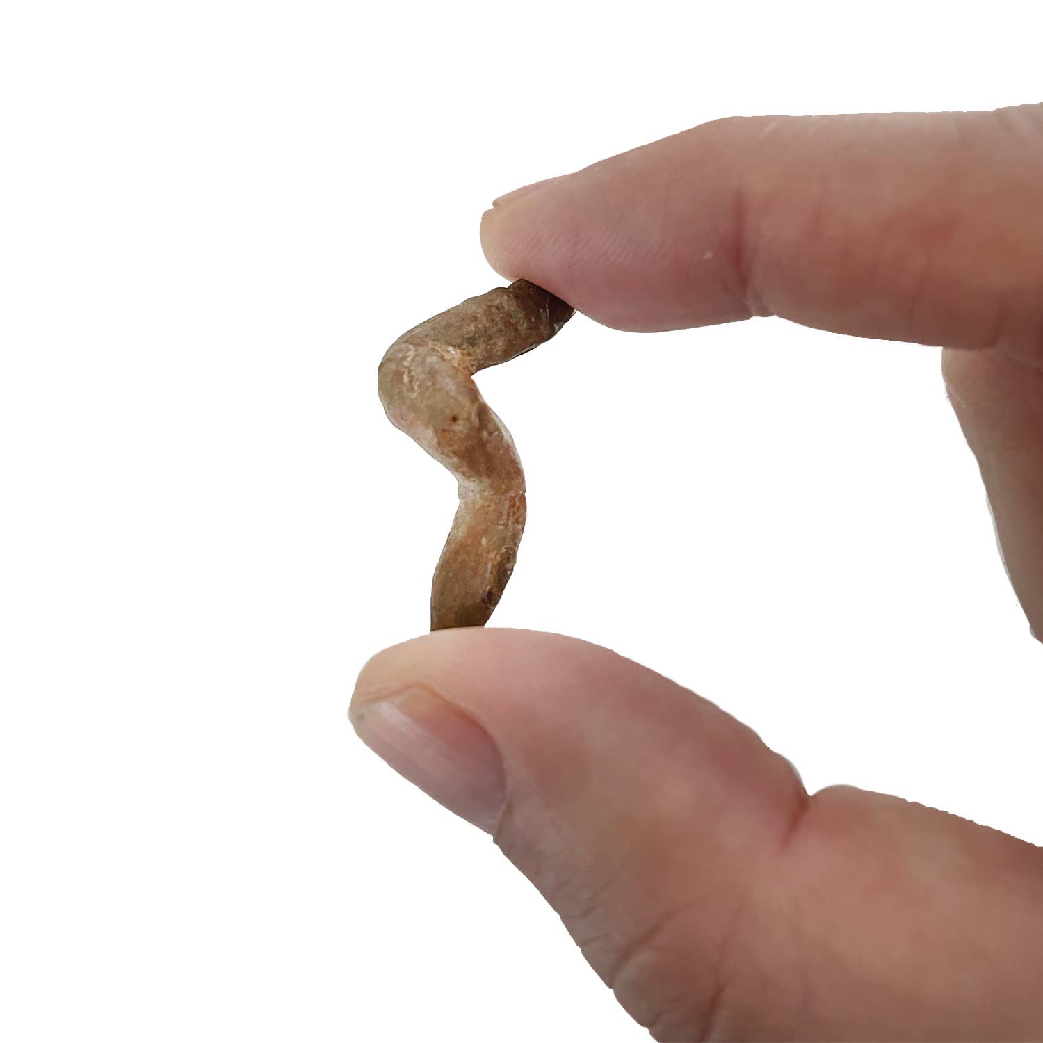 Hand holding a small, curved piece of animal poop against a white background