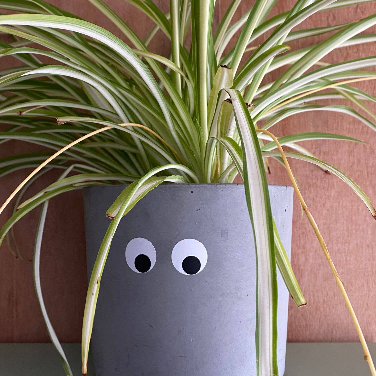 Potted plant with googly eyes on a plain background