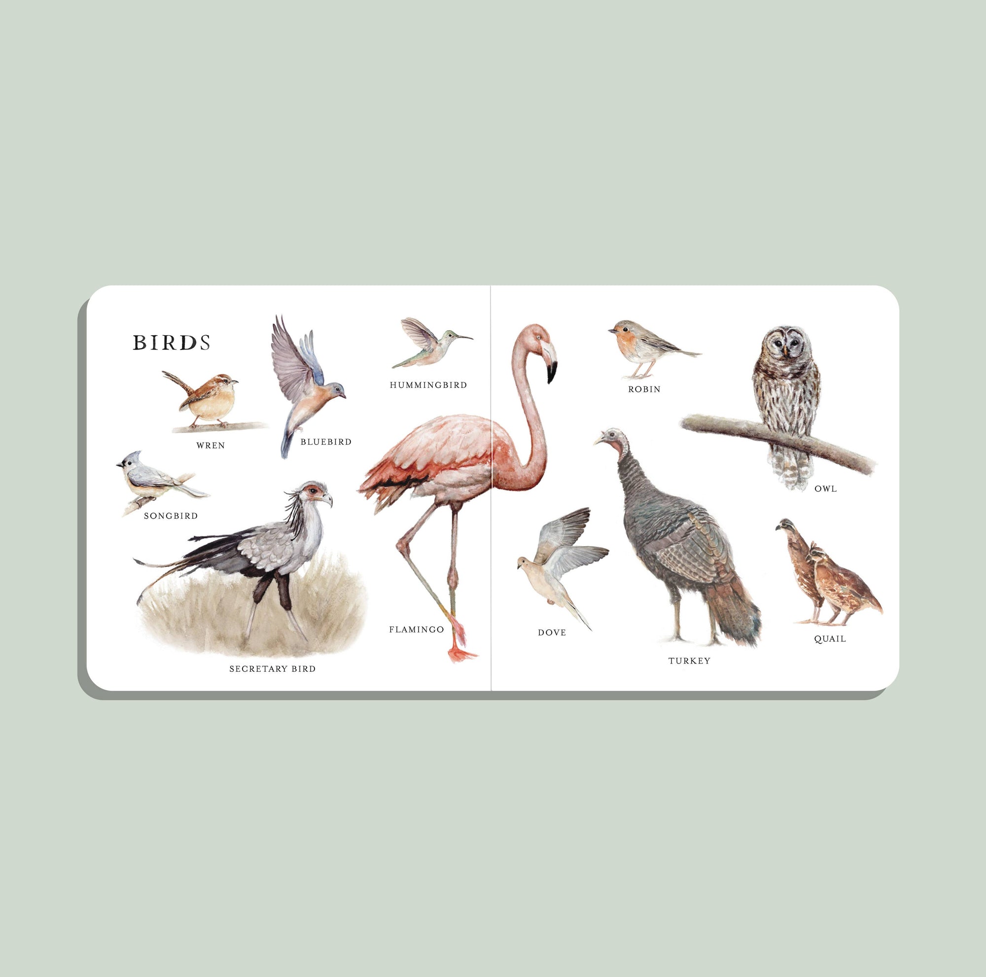 Illustrated book or card with images of various birds on a light green background