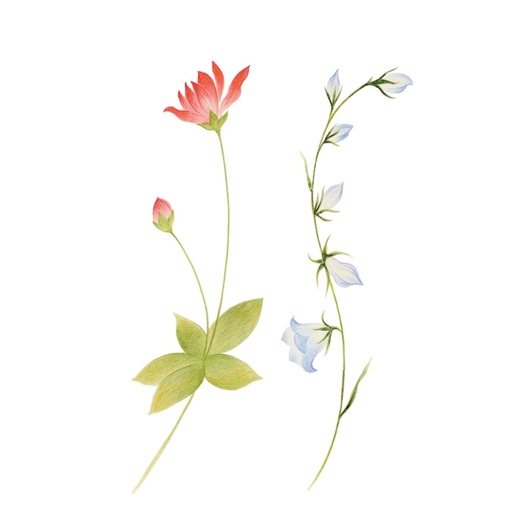 Illustration of a red flower and white flowers with green leaves on a white background