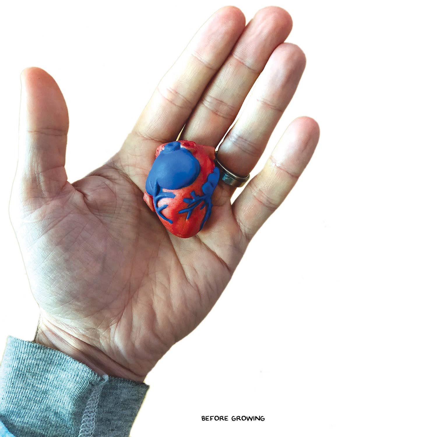 Grow a Heart |
Anatomy Model Polymer Heart Science Kit