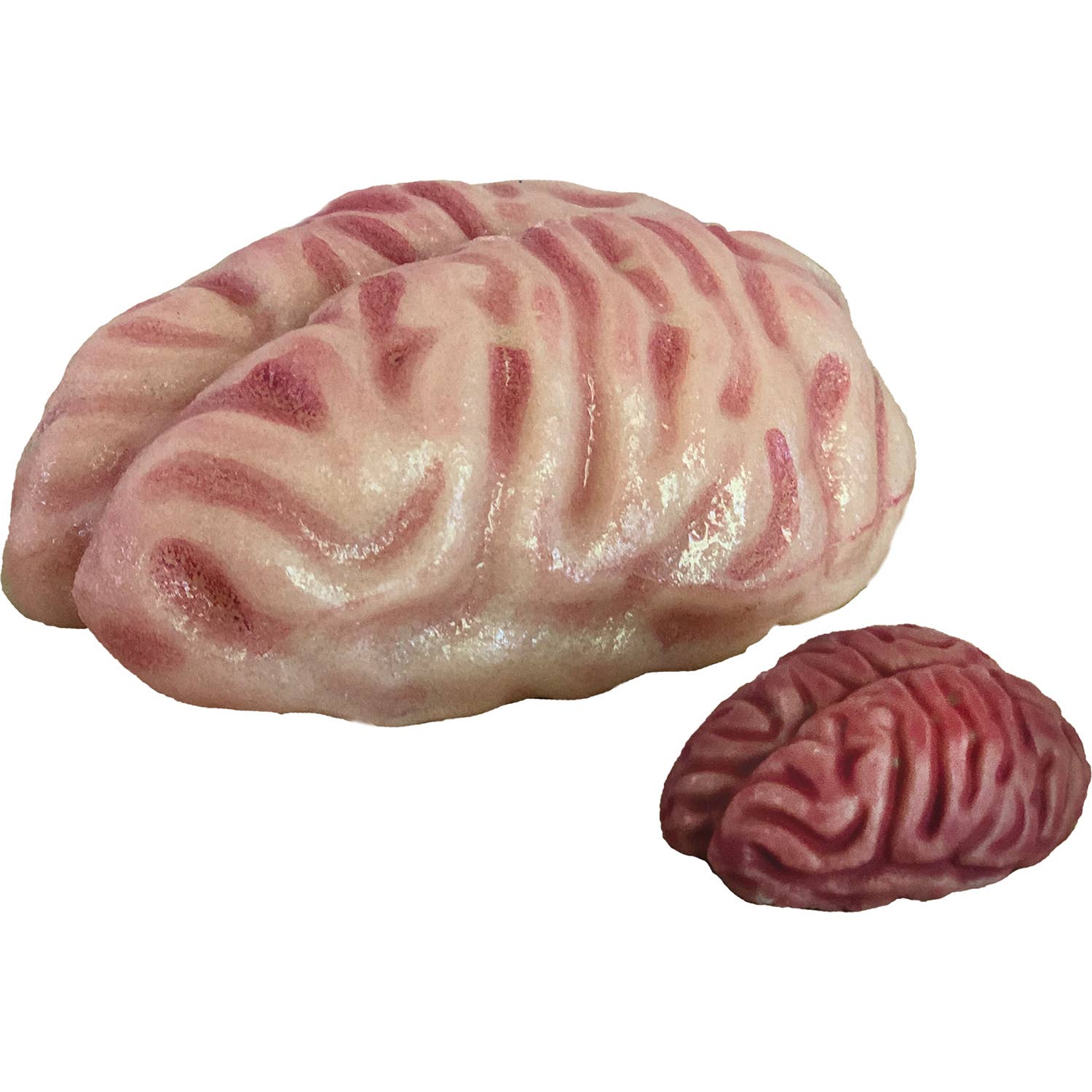 Grow a Brain | 
Anatomy Model Polymer Brain Science Kit