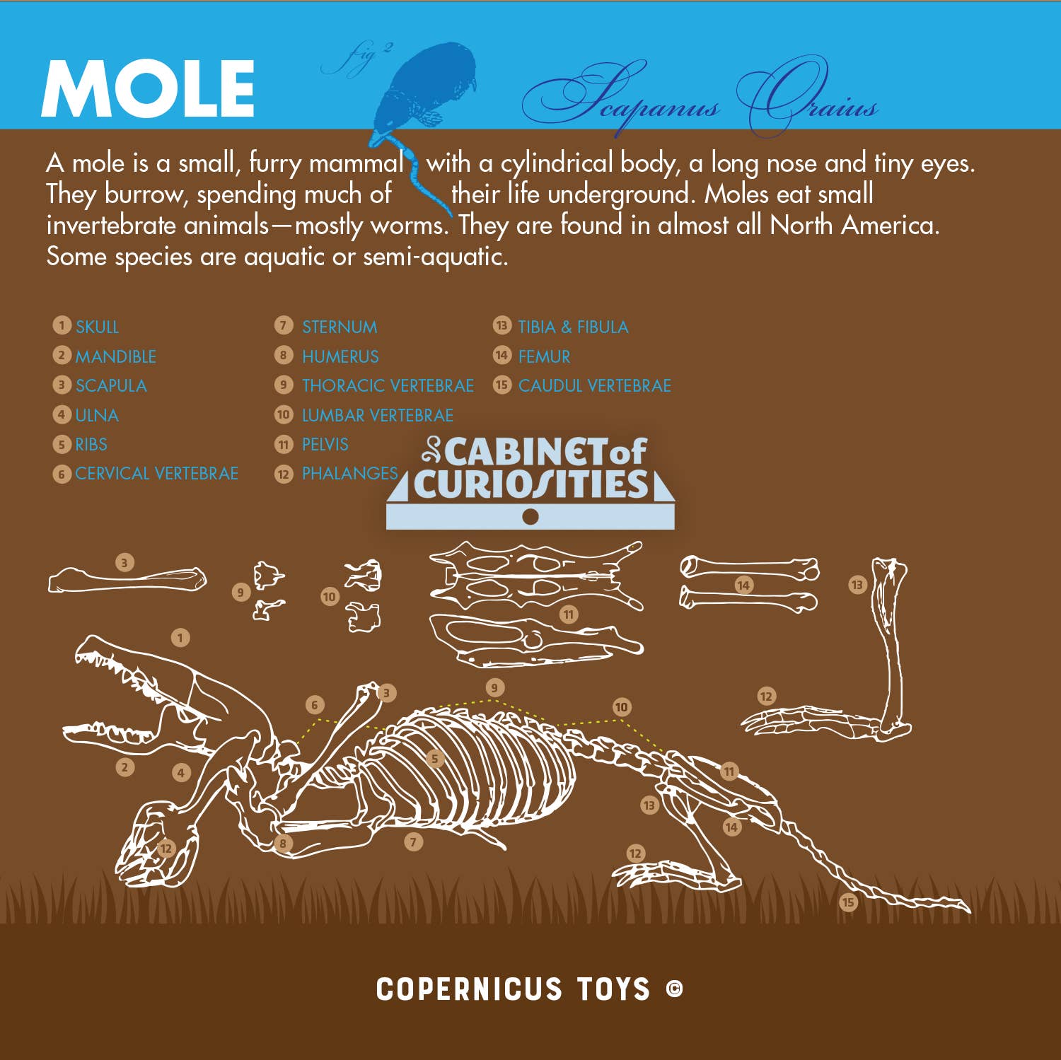 Cabinet of Owl Pellets | Dissection Kit Science