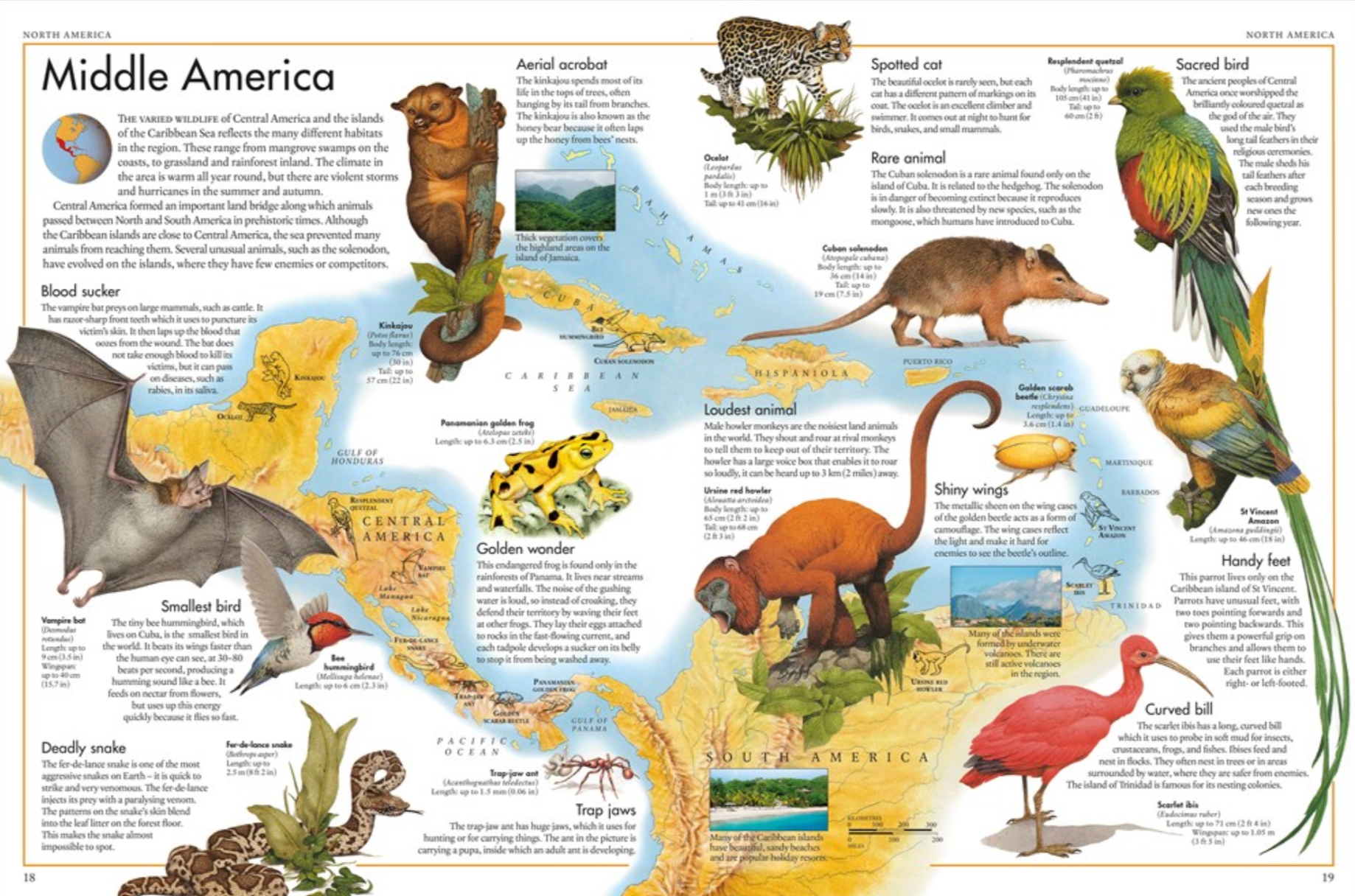 The Animal Atlas