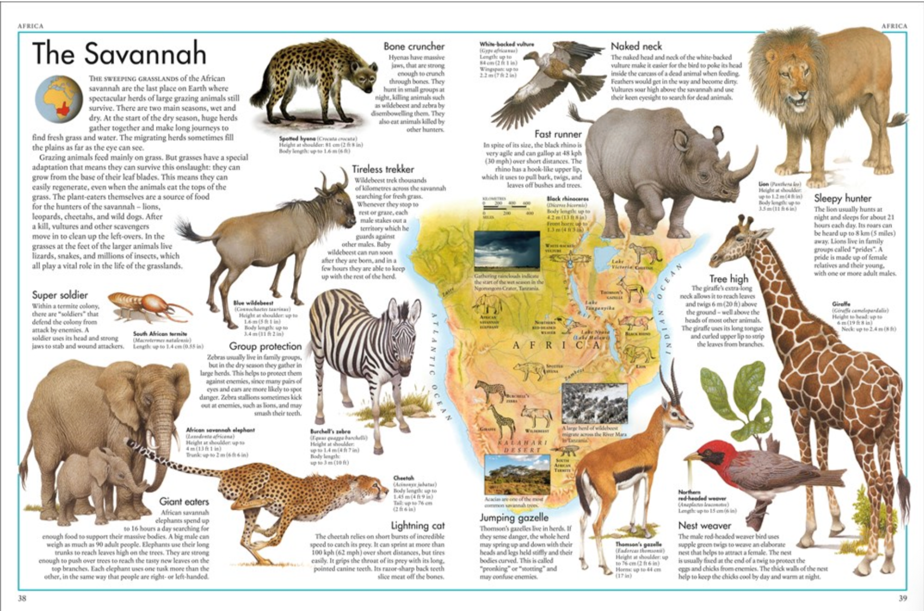 The Animal Atlas