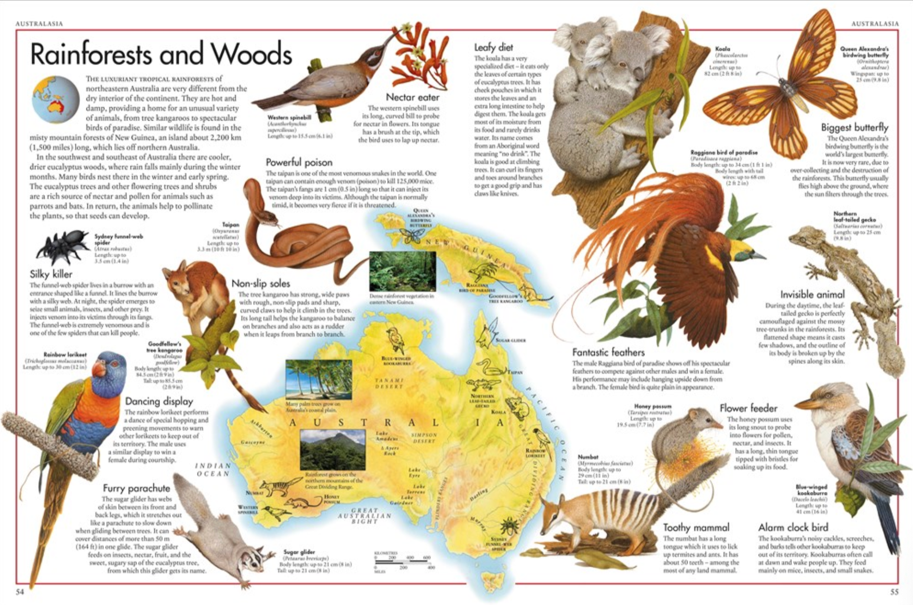 The Animal Atlas