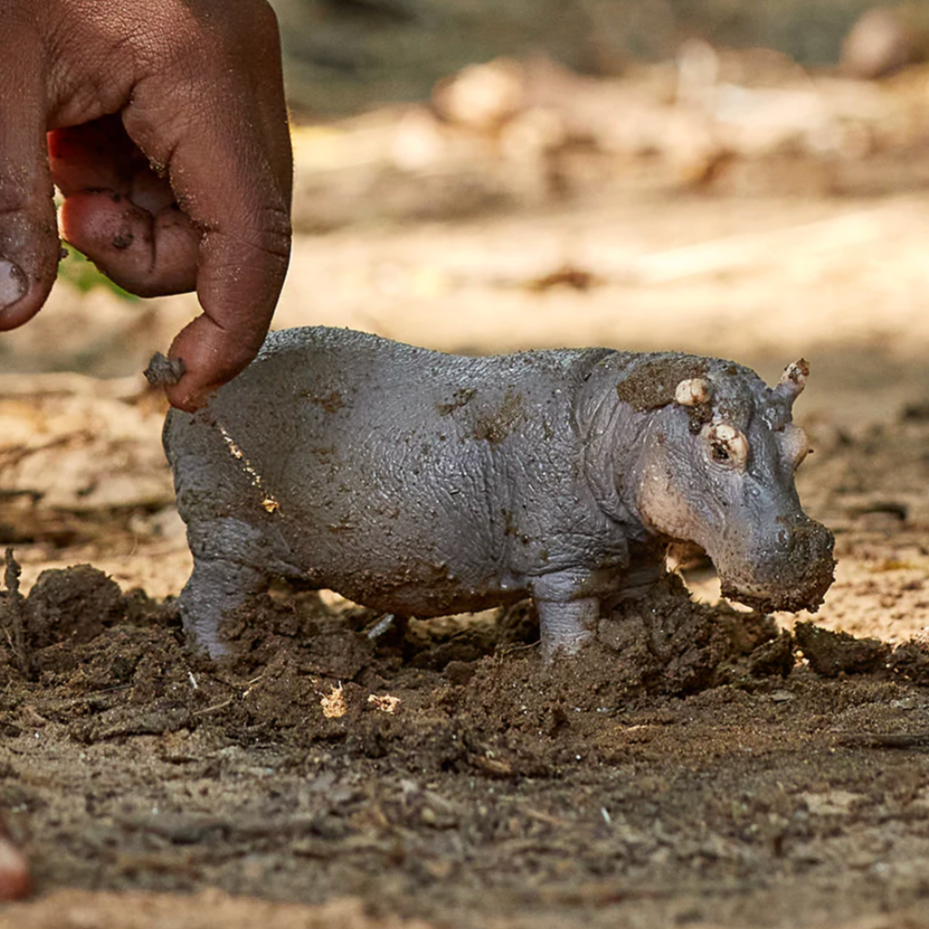 Hippopotamus