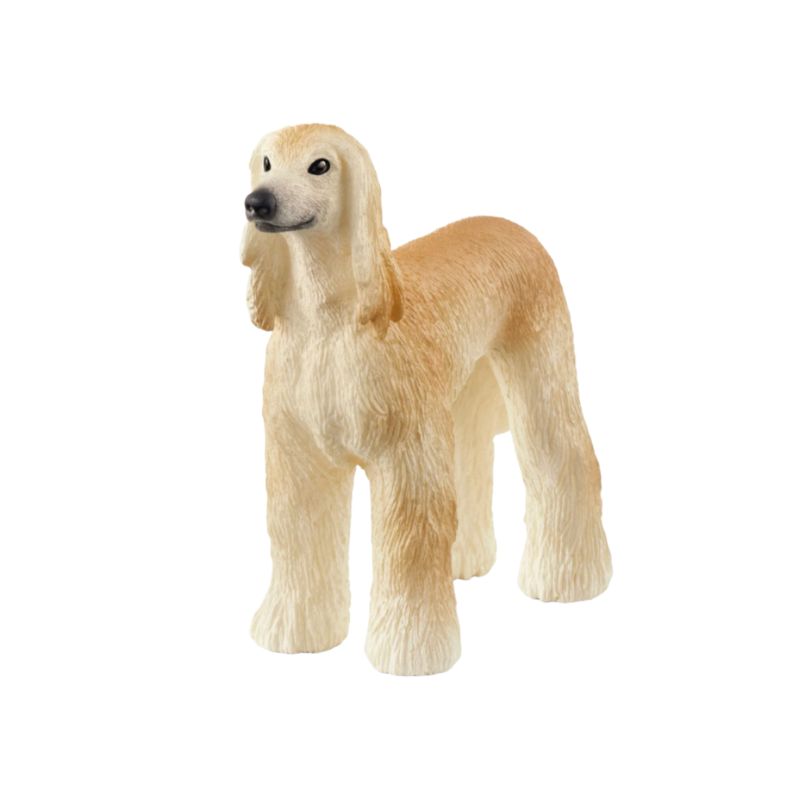 Afghan Hound