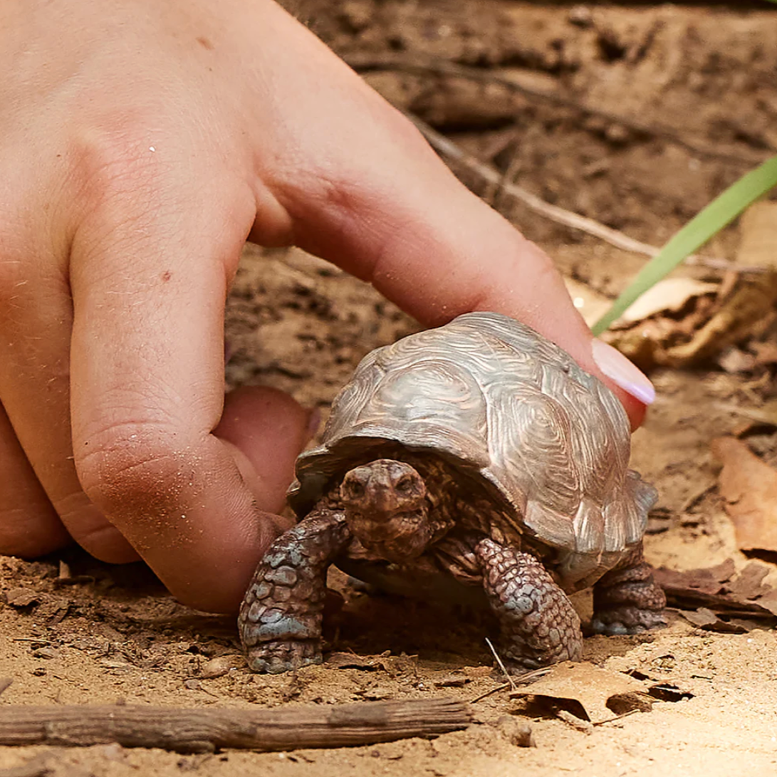 Giant Tortoise