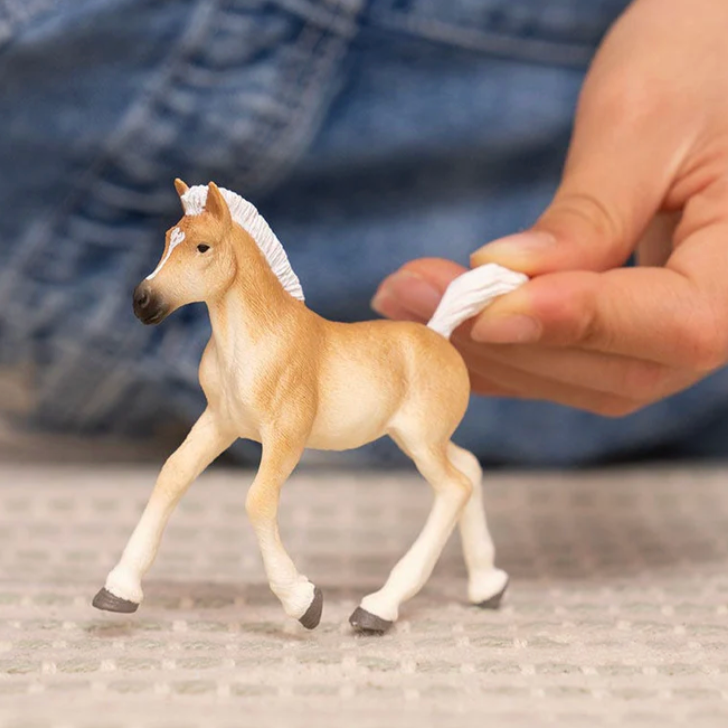 Haflinger Foal