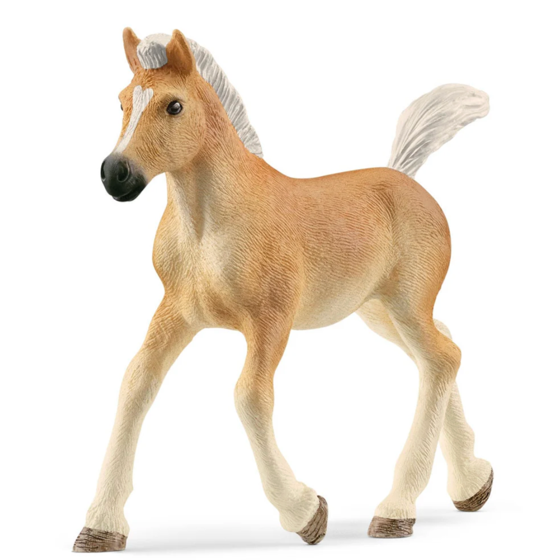 Haflinger Foal