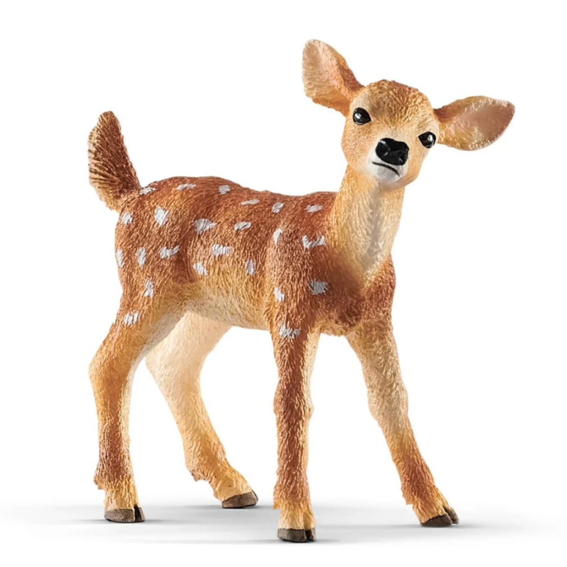 White-tailed Fawn