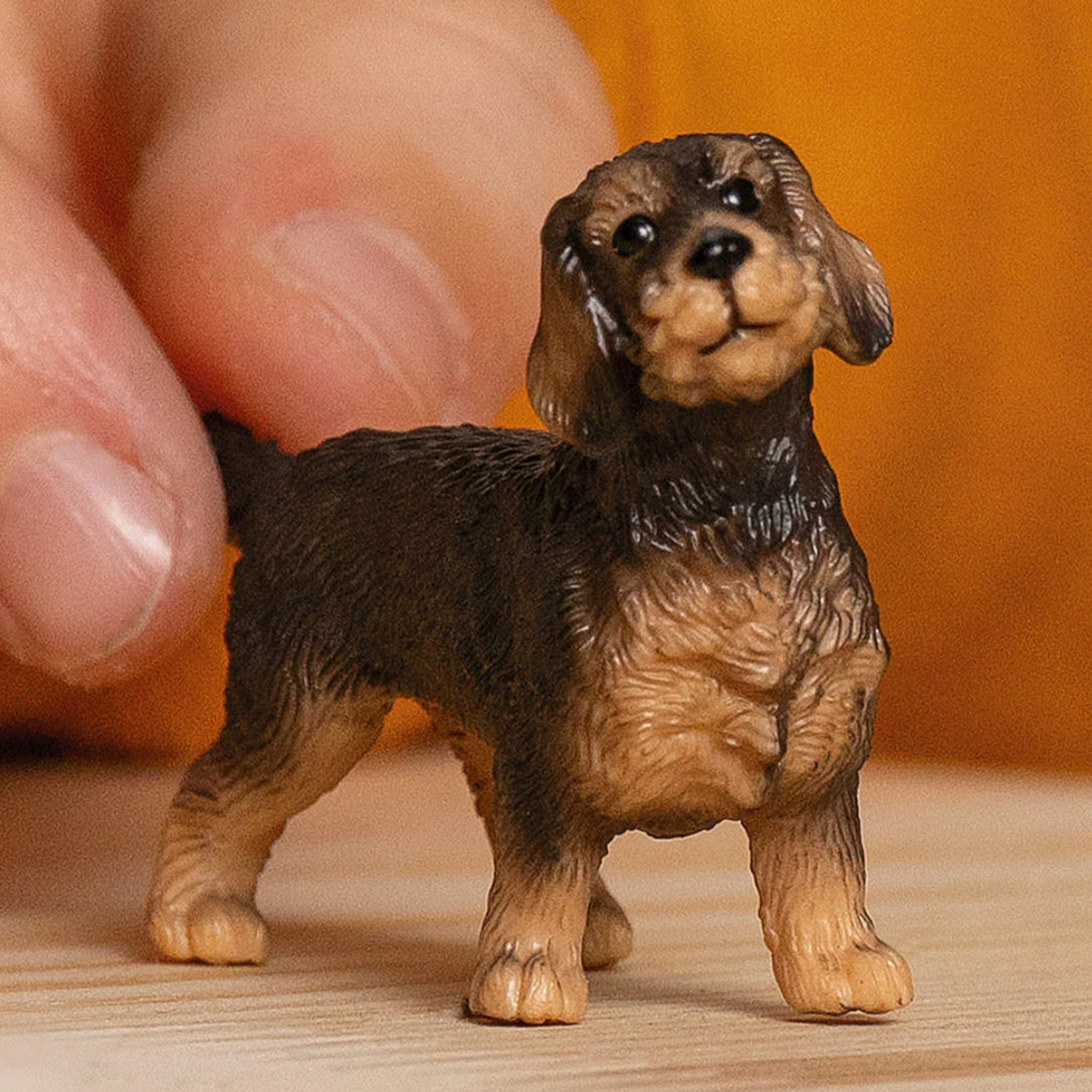 Wire-Haired Dachshund