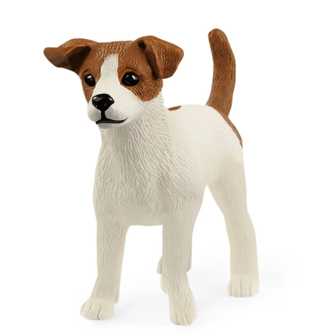 Jack Russell Terrier