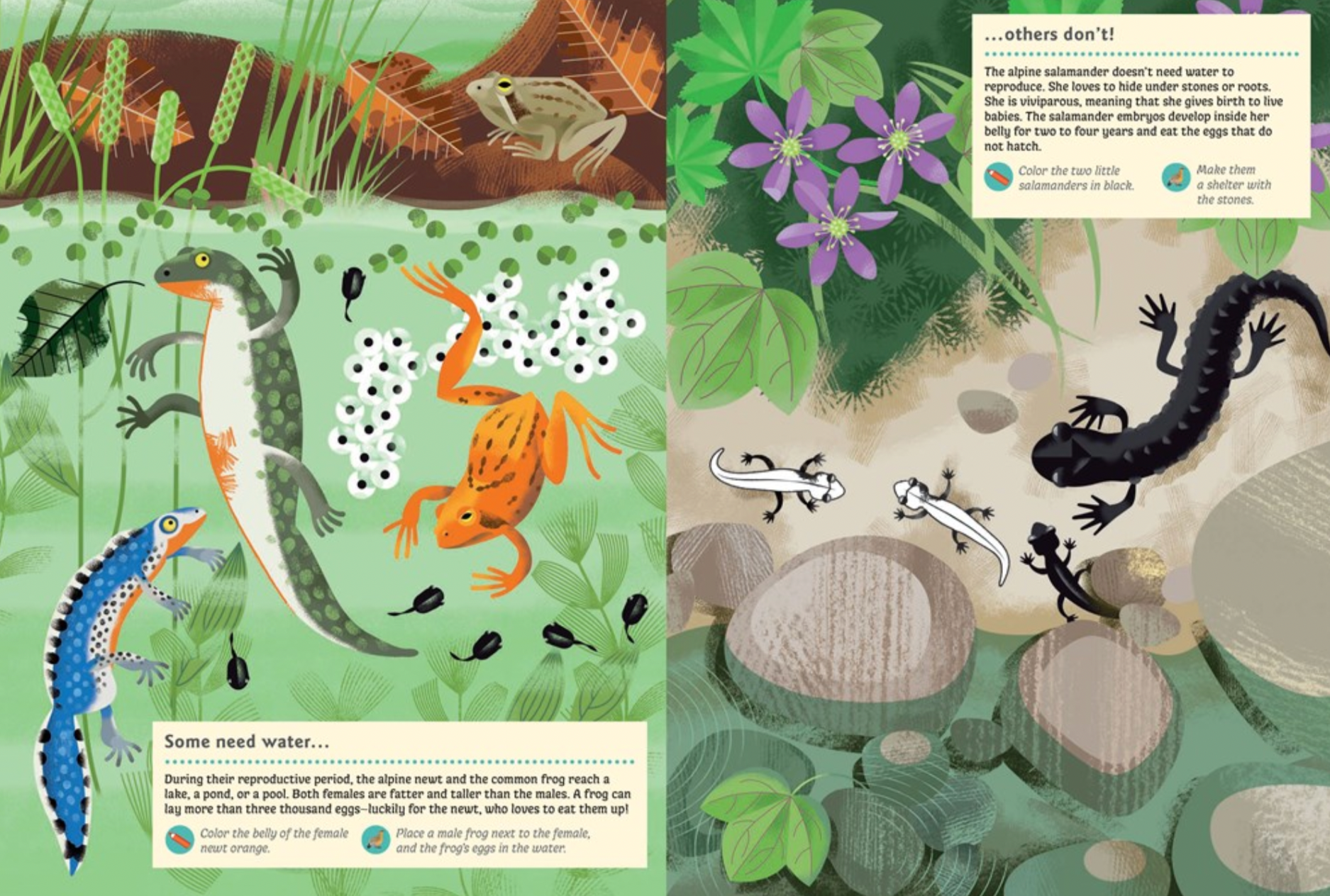 Animals of the Mountains -My Nature Sticker Activity Book