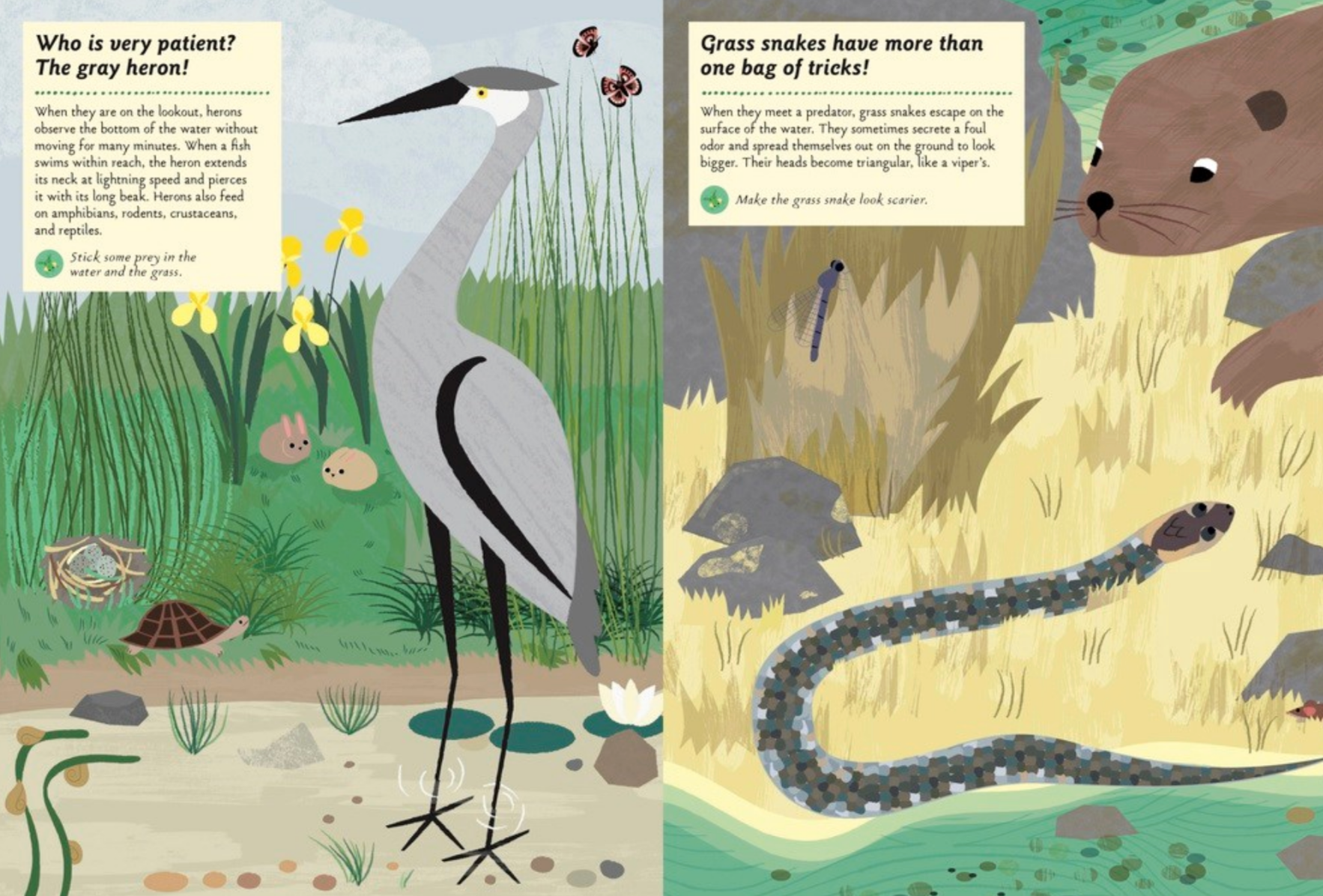 Streams and Ponds -My Nature Sticker Activity Book