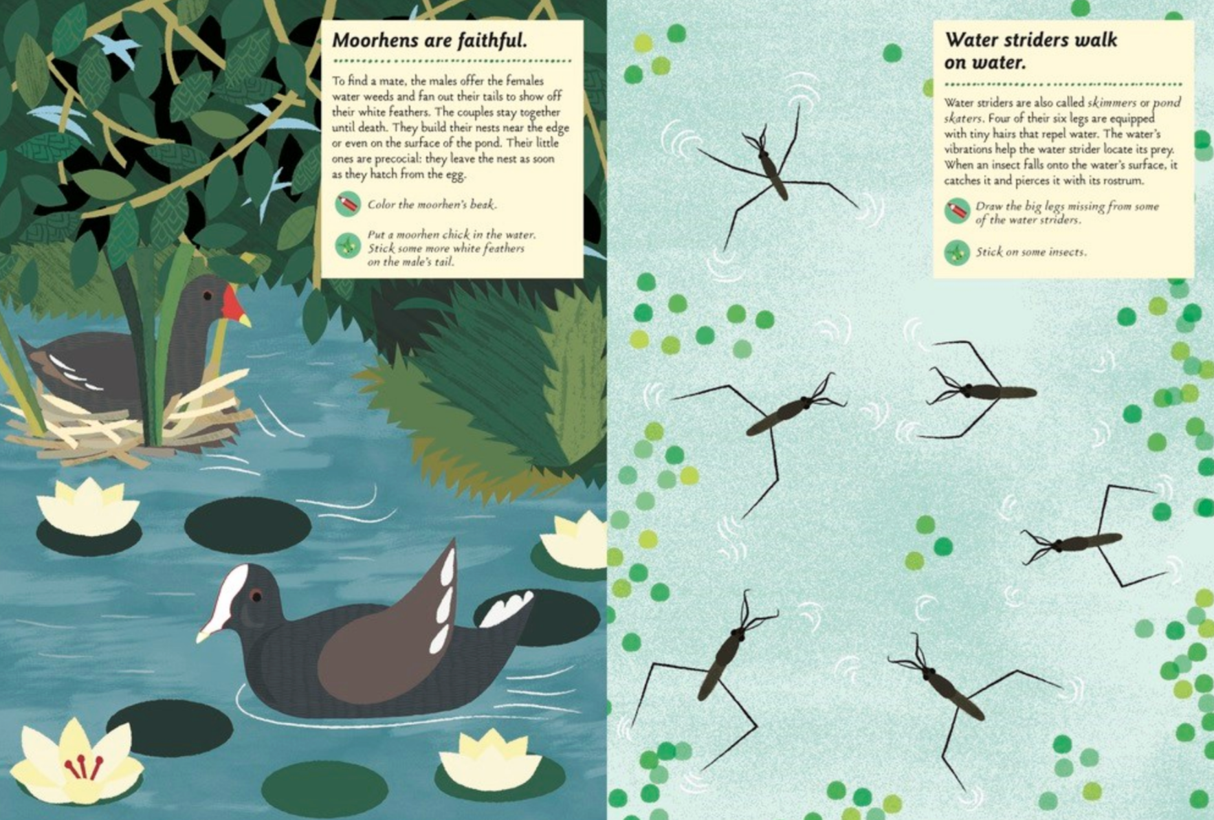 Streams and Ponds -My Nature Sticker Activity Book