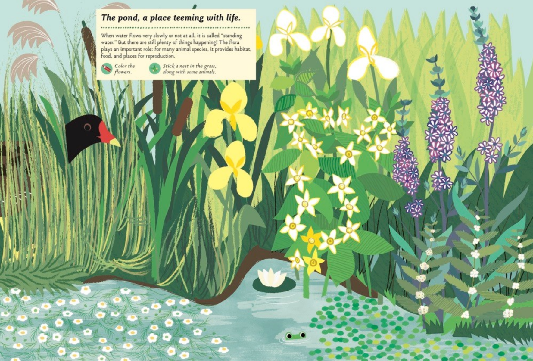 Streams and Ponds -My Nature Sticker Activity Book