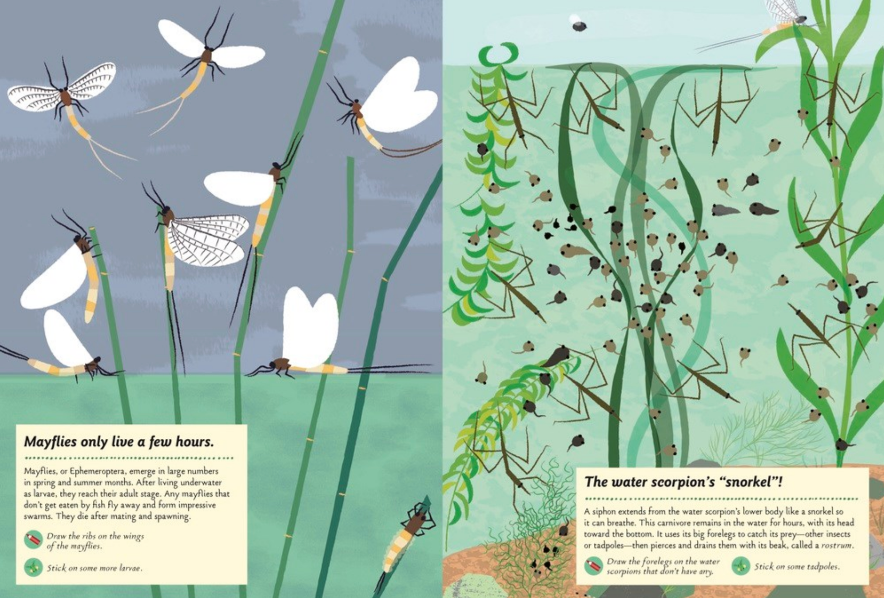 Streams and Ponds -My Nature Sticker Activity Book