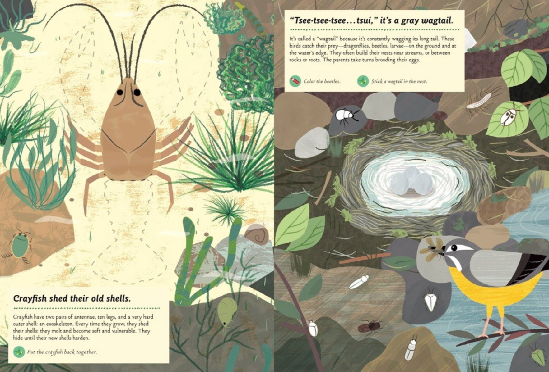 Streams and Ponds -My Nature Sticker Activity Book