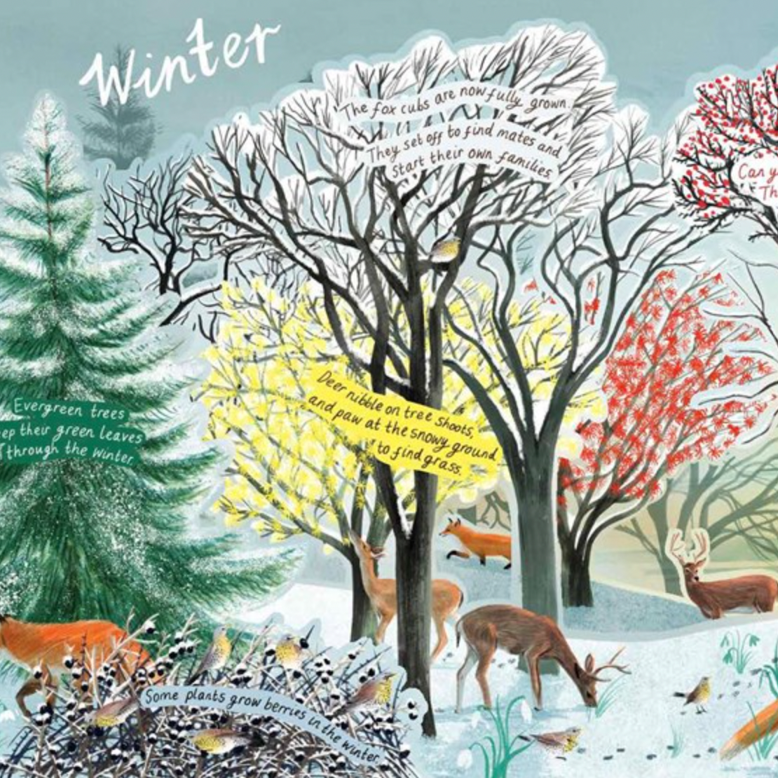 A Year in Nature: A Carousel Book of the Seasons