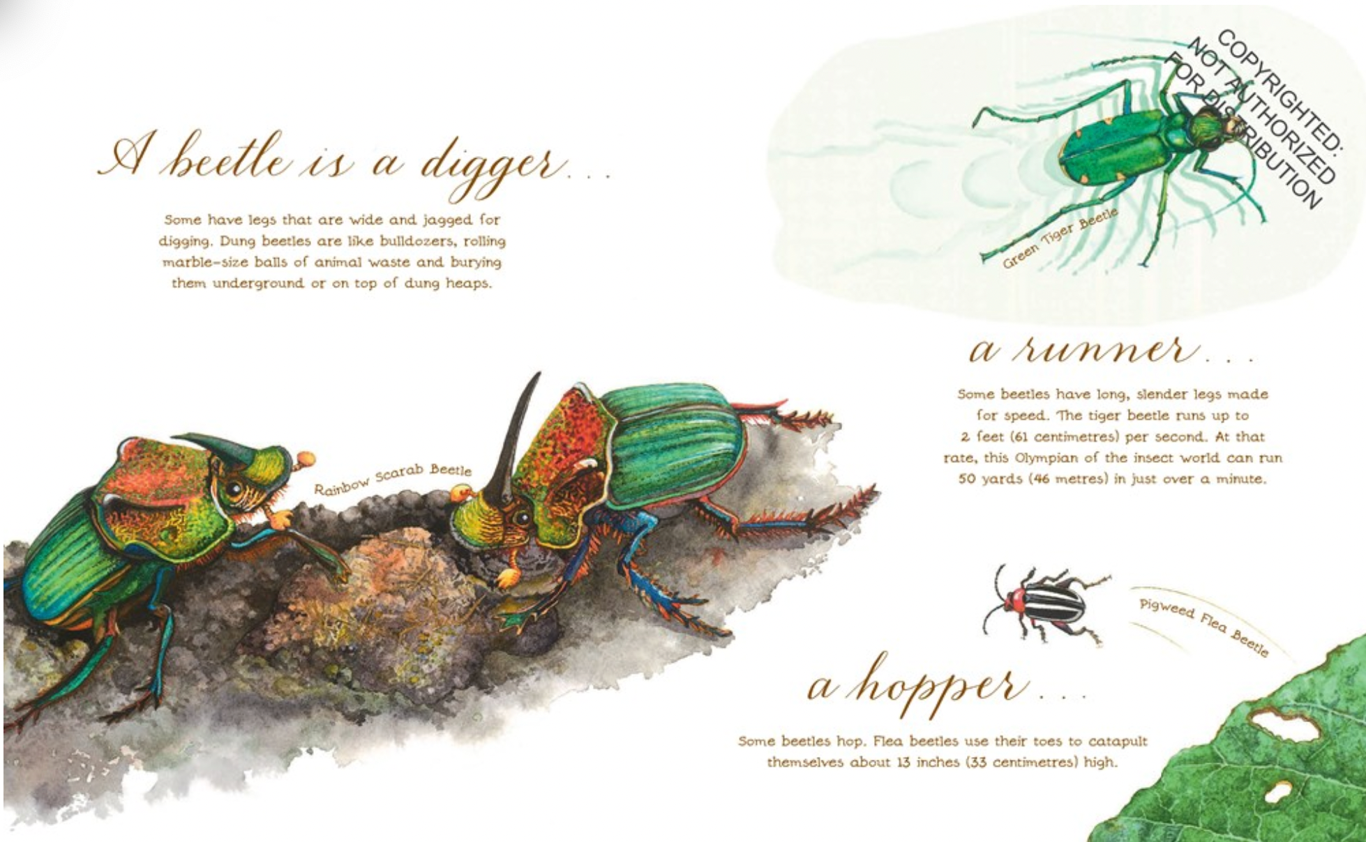 A Beetle Is Shy - paperback